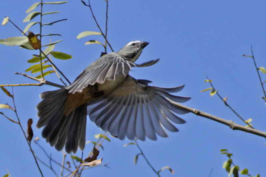 Pepitero gris/Greyish Saltator