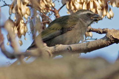 Pepitero verdoso/Green-winged Saltator