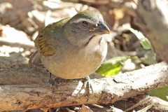 Pepitero verdoso/Green-winged Saltator