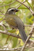 Pepitero verdoso/Green-winged Saltator