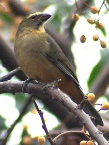 Pepitero gris/Grayish Saltator