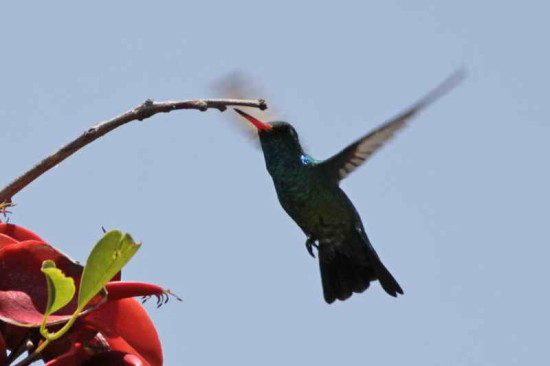 Picaflor común/Glittering-bellied emerald