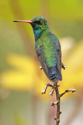 Picaflor común/Glittering-bellied emerald