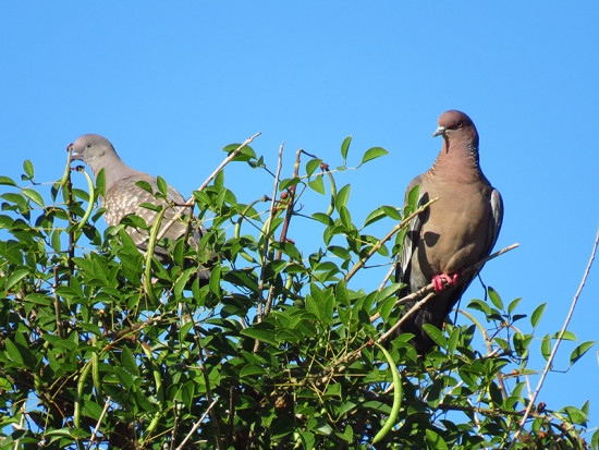 Picazuró-Paloma manchada/Picazuro - Spot-winged Pigeons