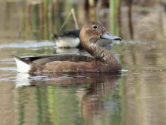 Pato picazoM/Rosy-billed PochardM