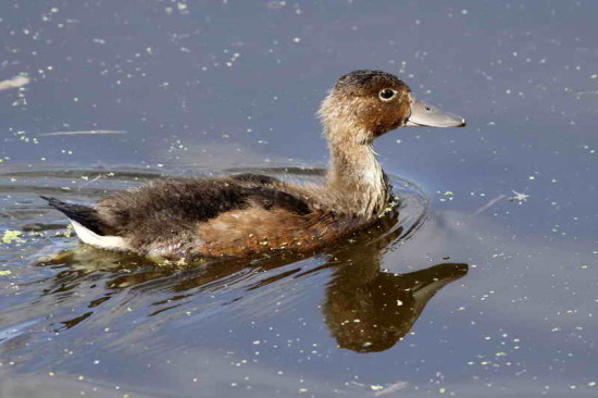 Pato picazo/Rosy-billed Pochard