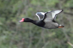 Pato picazoM/Rosy-billed PochardM