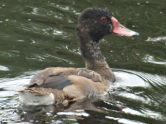 Pato picazo/Rosy-billed Pochard