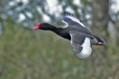 Pato picazoM/Rosy-billed PochardM