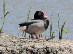 Pato picazoM/Rosy-billed PochardM