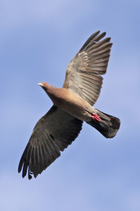 Paloma picazuró/Picazuro Pigeon