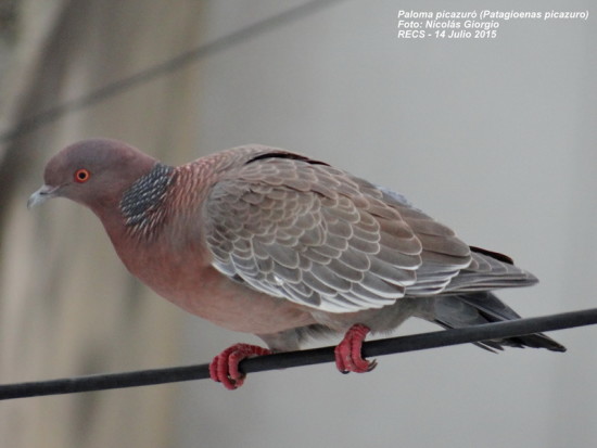 Paloma picazuró/Picazuro Pigeon