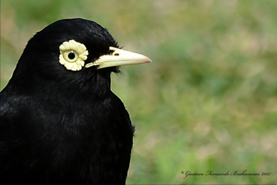 Pico de plata/Spectacled Tyrant