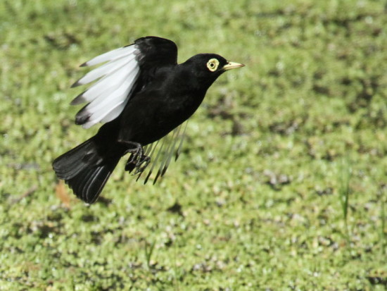 Pico de plata/Spectacled Tyrant