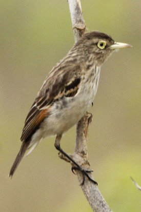 Pico de plata/Spectacled Tyrant