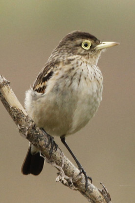 Pico de plata/Spectacled Tyrant