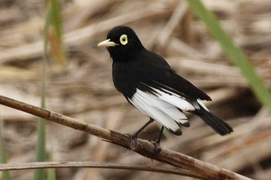 Pico de plata/Spectacled Tyrant