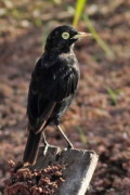 Pico de plata/Spectacled Tyrant