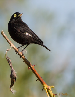 Pico de plata/Spectacled Tyrant