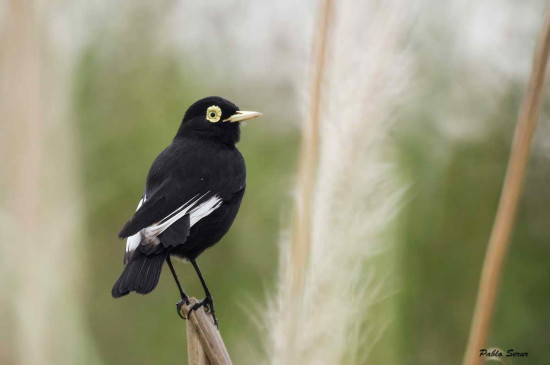 Pico de plata/Spectacled Tyrant