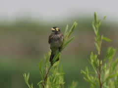 Pico de plata/Spectacled Tyrant