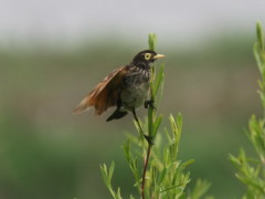 Pico de plata/Spectacled Tyrant