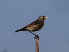 Pico de plata/Spectacled Tyrant