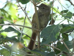 Pijuí frente gris/Sooty-fronted Spinetail