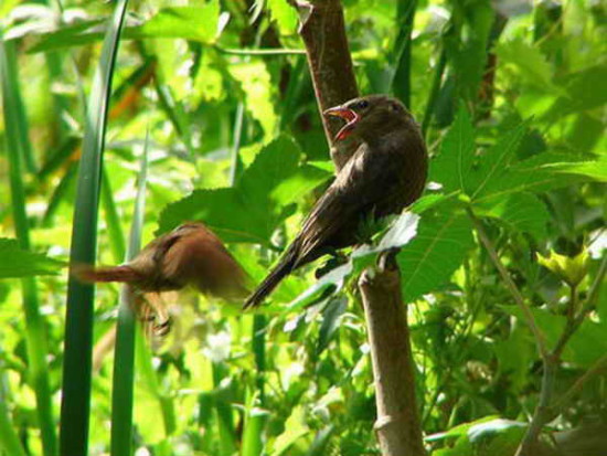 Pijuí frente gris/Sooty-fronted Spinetail