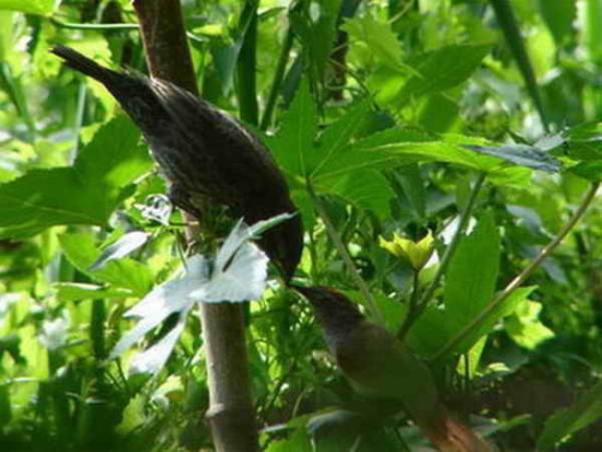 Pijuí frente gris/Sooty-fronted Spinetail