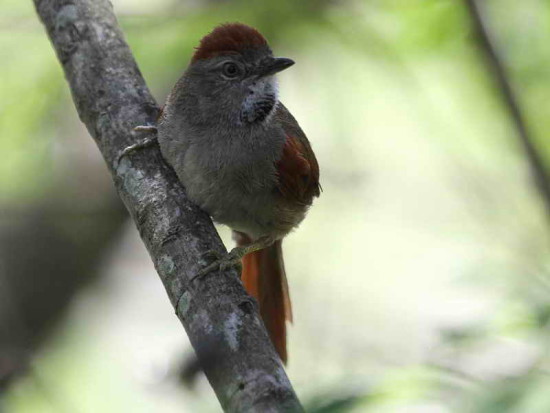 Pijuí frente gris/Sooty-fronted Spinetail
