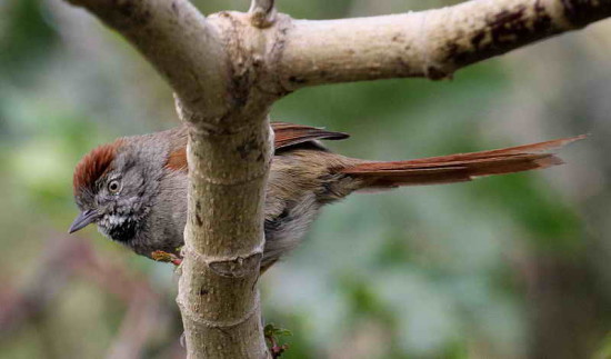 Pijuí frente gris/Sooty-fronted Spinetail