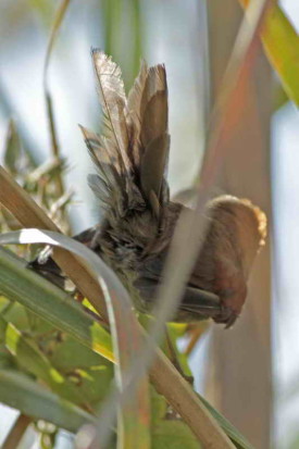 Pijuí plomizo/Spix's Spinetail