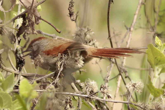 Pijuí frente gris/Sooty-fronted Spinetail