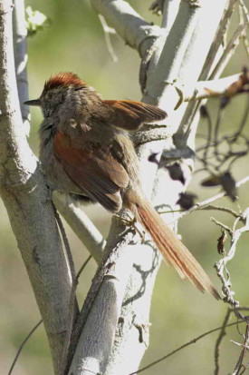 Pijuí frente gris/Sooty-fronted Spinetail