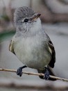 Piojito silbón/Southern Beardless-Tyrannulet