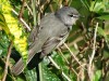 Piojito trinador/White-bellied Tyrannulet