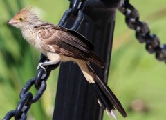 Pirincho/Guira Cuckoo