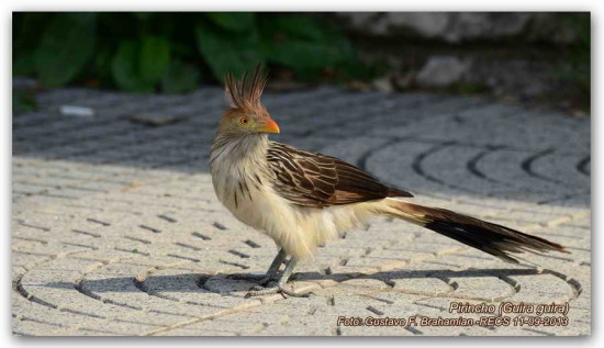 Pirincho/Guira Cuckoo