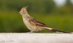 Pirincho/Guira Cuckoo