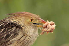 Pirincho/Guira Cuckoo