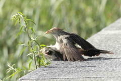 Pirincho/Guira Cuckoo