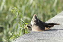 Pirincho/Guira Cuckoo