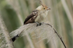 Pirincho/Guira Cuckoo