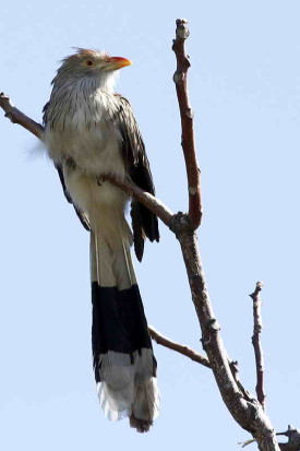 Pirincho/Guira Cuckoo