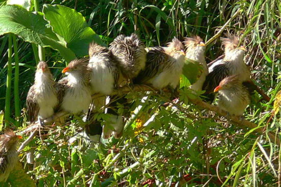 Pirincho/Guira Cuckoo