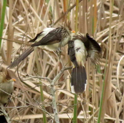 Pirincho/Guira Cuckoo