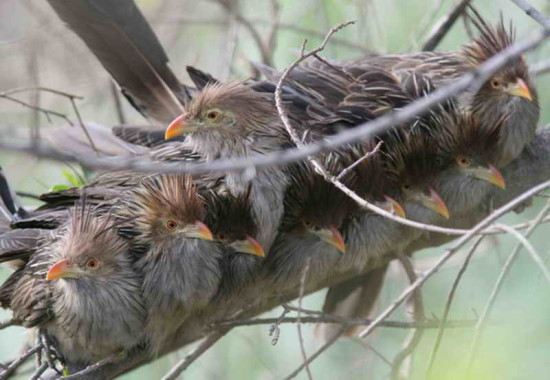 Pirincho/Guira Cuckoo