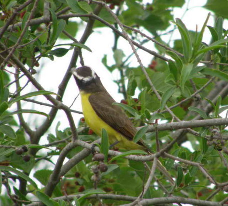 Pitanguá/Boat-billed Flycatcher