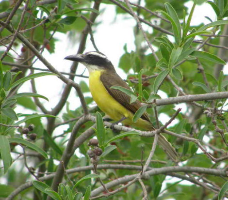 Pitanguá/Boat-billed Flycatcher